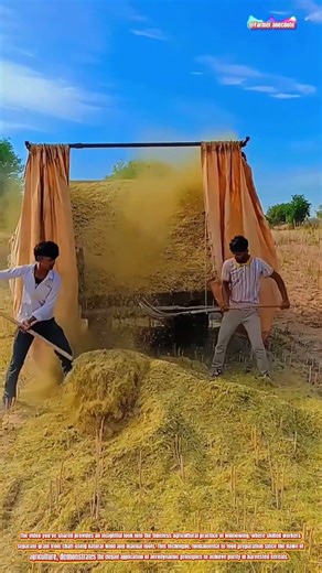 The Art of Manual Winnowing with Wooden Pitchforks