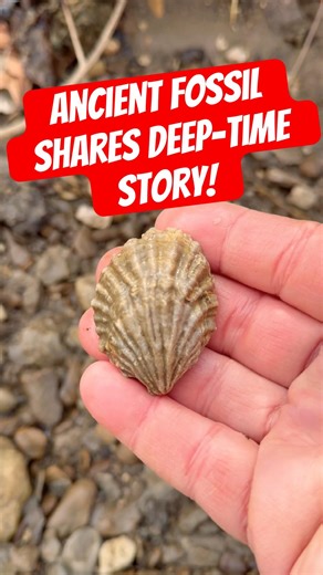 Ancient Fossil Supports a Story Millions of Years Old! #shorts #geology #fossil