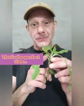 The Easy Way to Make Tea #howto #diy #tea