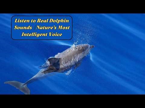 Listen to Real Dolphin Sounds | Nature’s Most Intelligent Voice