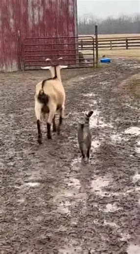 A calm goat walks across the barnyard when a cat suddenly hops onto its back like it belongs there. The goat pauses for a second, then keeps going while the cat settles in.