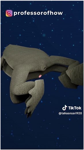 Surinam Toads: Unique 3D Animation of Birth