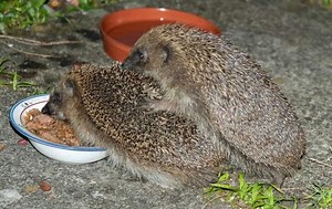 European Hedgehog Breeding Biology - Mating & Courtship | Wildlife Online