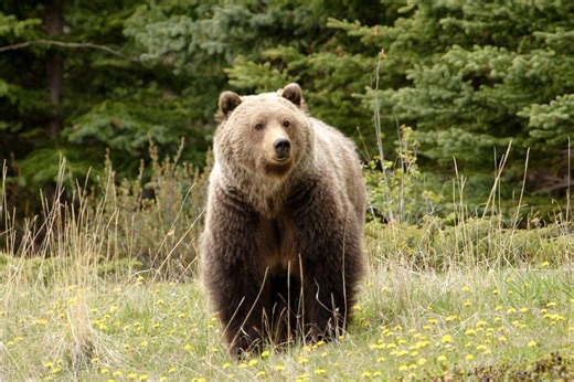 Killer bear mauls husband to death as wife escapes with unexpected act
