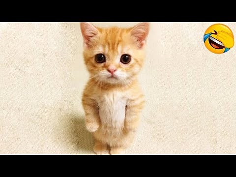 Try Not To Laugh : 1 Hour of Funniest Cat Videos | Funny Animal Videos