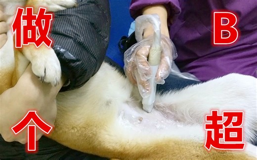 【柴犬JOJO】柴犬做B超，吓到怀疑人生