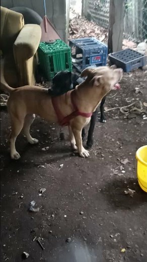 Apareamiento de Pitbull