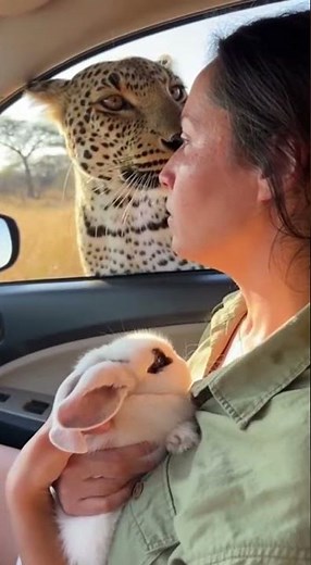 Will the leopard get closer to the woman holding the little rabbit in the safari car 🐆🐰🚙❓ #leopard