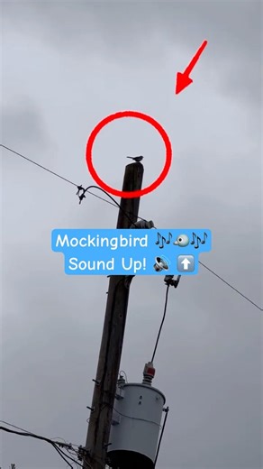 Beautiful Mockingbird Sounds 🐦 Birdsong 🎶 Bird Sounds