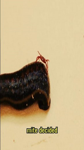What happens if a leech and a mantis see a mite? #animals #insects #nature