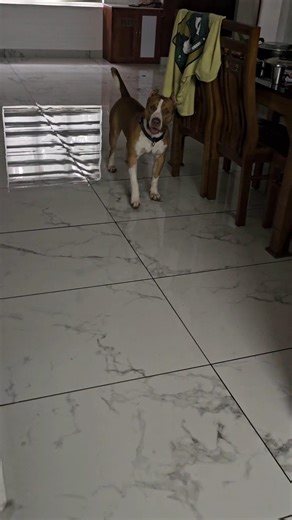 ലൂക്കയുടെ ചെറുപ്പകാലം. Luca finished his basic training at young age.