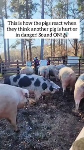 69K views · 9.1K reactions | Because Tunie is blind, she sometimes...