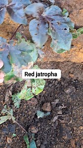 6.6K views · 50 reactions | Red jatropha for protection | KwaMaqethuka Silungile | Facebook