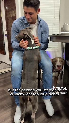 Pitbulls: The Gladiator Look, The Crybaby Reality