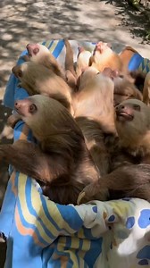 Cutest little creatures! | I Love Sloth