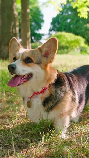 Happy Puppy Song – One-Paragraph Fun Kids Melody #kidssong #bebekoyunlari #kidsmusic #nurseryrhyme