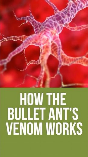 How the Bullet Ant’s Venom Works sneak peek of Everything you should know about P Clavata