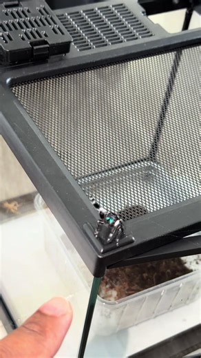 Ses premiers jours dans l’appartement, son premier « coucou » #jumpingspider #phidippusregius #araignée #spider