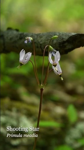 PERENNIAL Primrose!?! - Shooting Star & Candelabra Primrose