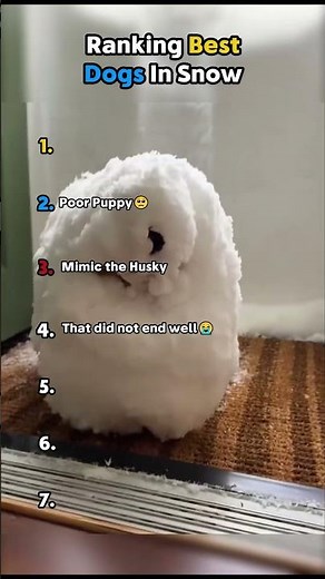 Ranking Best Dogs In Snow
