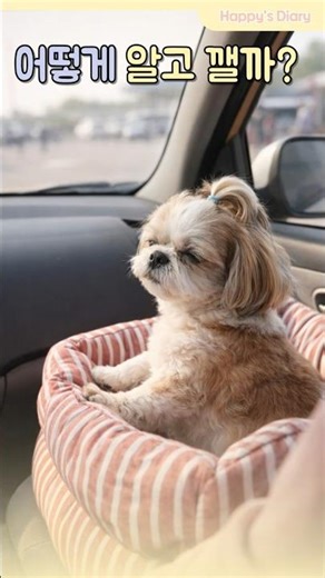 강아지는 어떻게 휴게소를 알까? 🚗 해피의 신기한 본능 #시츄 #강아지 #cutedog #강아지에세이 #puppy #힐링영상 #반려견