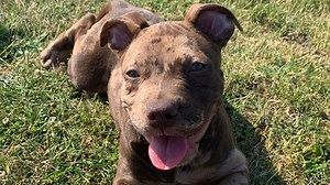 Shameless American Bully owner breaks silence after dog Coco attacks cop horse