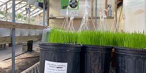 Colchester grower recognized for pest management prowess