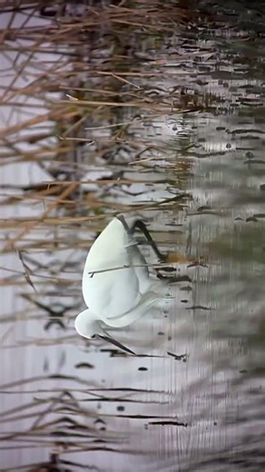 Enjoy Wildlife | Canon R7 bird photography #shorts #viral #nature #birds