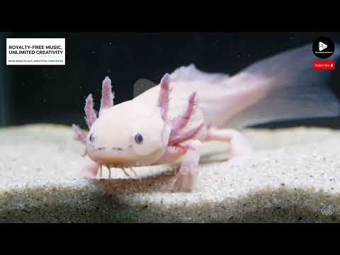 Local Forecast | Free No Copyright Music #NoCopyrightMusic #ContentCreators