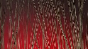 Baby Einstein - World Animals - A Musical Safari (PAL Toned)