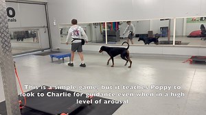 1.9K views · 47 reactions |  NEW VIDEO!  We get asked a lot how to teach kids how to safely interact with dogs and build good relationships with the dogs they live with. Though this can look different depending on each child and dog, we love to get kids involved in training and teach them how to have fun with their dogs. Bec recently had a lesson with Charlie and his Dobermann Poppy, check out how well they are doing as a team! | K9 Pro - The K9 Professionals | Facebook