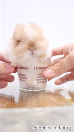 サイズ感バグ…極小うさぎさんがカップイン🐇✨