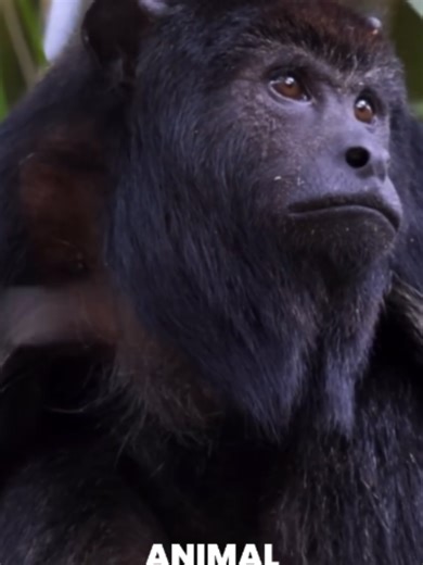 Macaco-Bugio: Gigante Sul-Americano do Uivo Potente