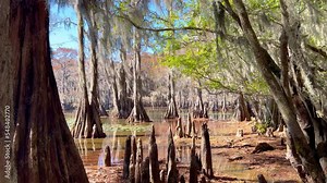 The typical trees in the swamps of Louisiana - travel photography