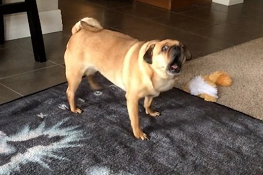 Shrieking dog screams like a banshee