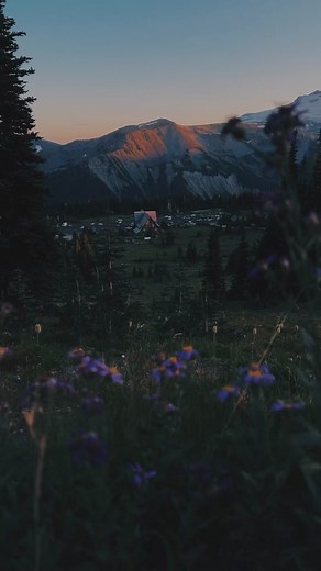 Wildflowers Swaying in the Wind at Rainier: Aesthetic Window Picture