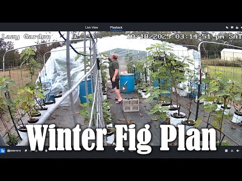 Winter Fig Storage Plan