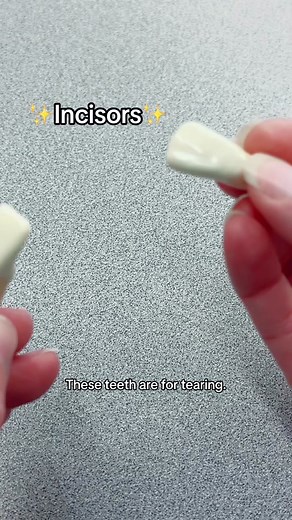 Understanding Incisors: The Teeth for Tearing Food