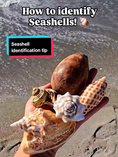 Top Seashell Identification Books for Beachcombers
