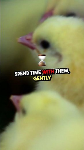 Baby Chick Care: Essential Tips for Raising Happy and Healthy Chicks 🐥✨