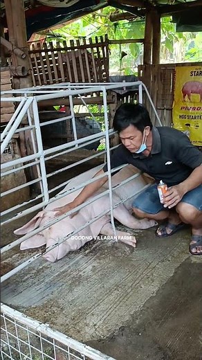 Alagaan ang inahing baboy na nagbibigay ng biik sa atin
