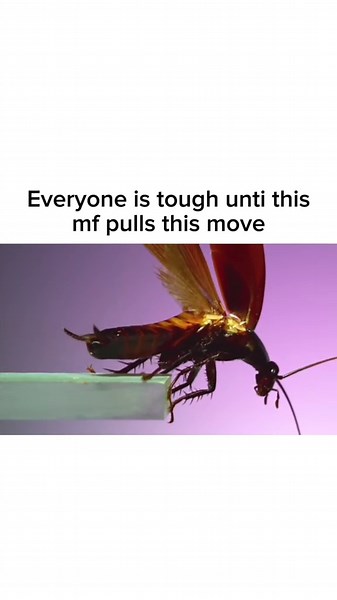 Understanding Flying Cockroaches: Facts and Myths