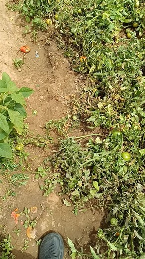 The Importance of Greenhouse Farming for Optimal Crop Production