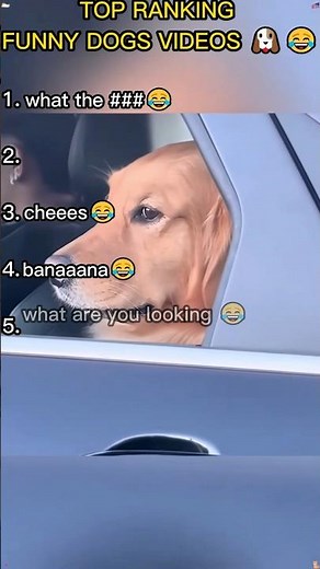 Top Ranking Funny Dogs Videos Compilation 🐶😂 | Funniest Dog Moments
