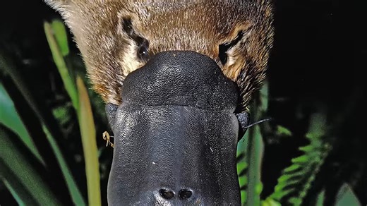 Watch what happens when the platypus detects prey