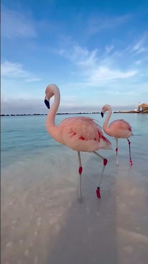 Majestic flamingos walk on the beach in Aruba