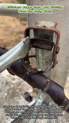 Efficient Sugar Cane Bud Cutting Tool For Farm Work