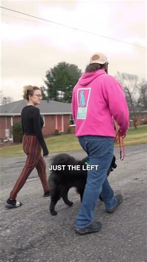 Training an Aggressive Chow Chow