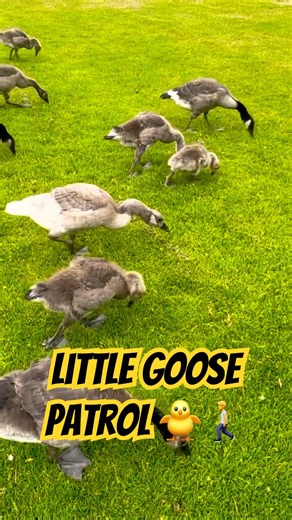 Little Goose Patrol 🐥🚶