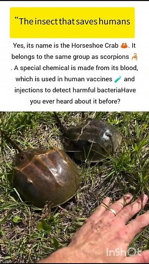 Meet the Horseshoe Crab wildlife insect #horseshoecrab #ukwildlife #usawildlife #wildlife #shorts